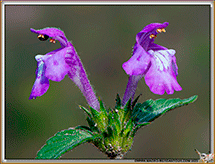 Galeopsis Ladanum